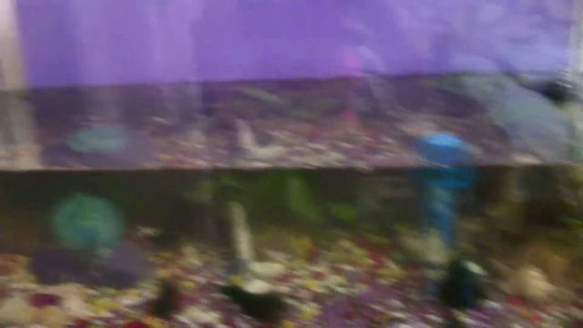 Чистка 100 л. аквариума/ аквариум ДО и ПОСЛЕ смотреть онлайн