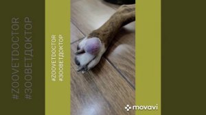 Чин и его история, удаление новообразования у собаки история с хорошим концом совет ветеринара, бло