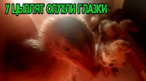 У ЦЫПЛЯТ ОПУХЛИ ГЛАЗКИ ЧТО ДЕЛАТЬ