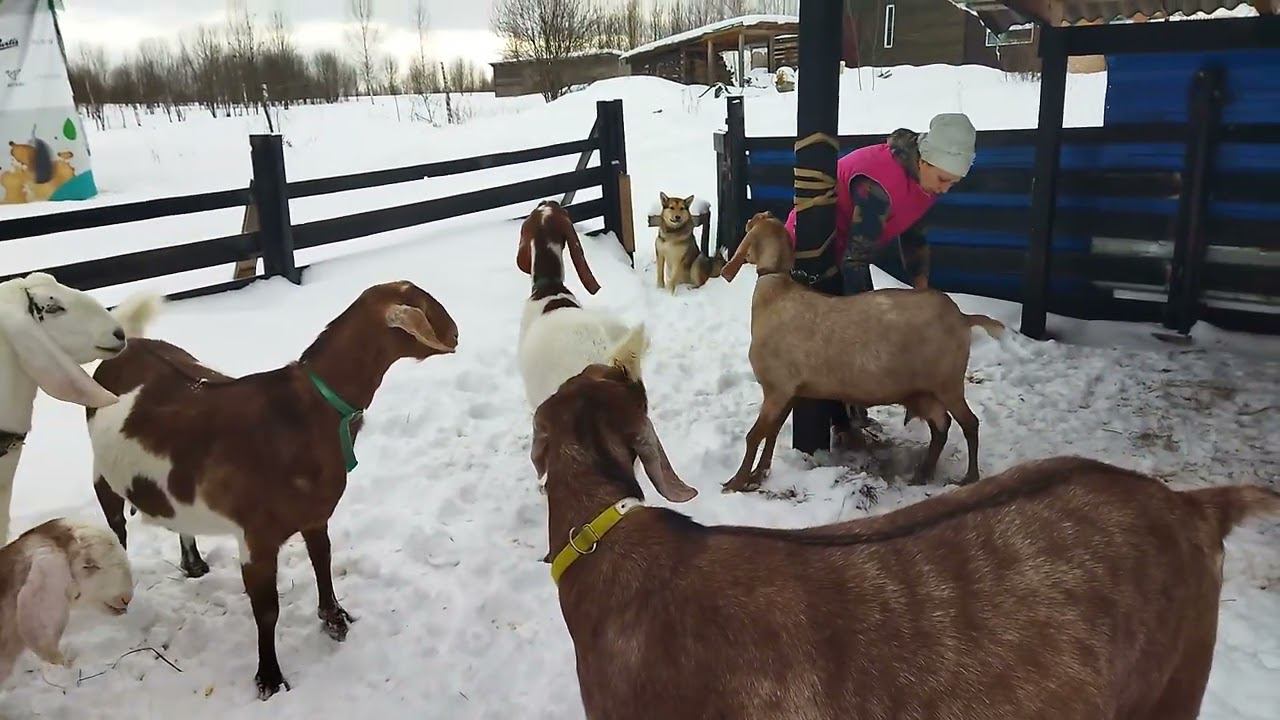 ОДЕНЕМ БЮСТГАЛЬТЕРЫ  НАШИМ КОЗАМ
