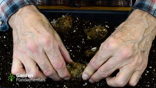 Starting Caladiums in Spring 🌺🌹💐 Have More Leaves All Summer Long смотреть онлайн