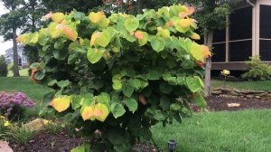 Plant Review: Cercis canadensis 'The Rising Sun'