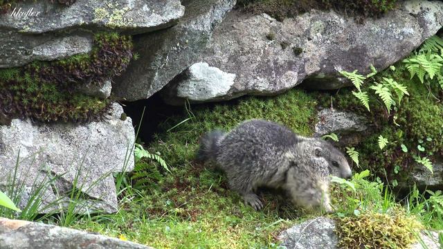 Nassfelder Almfest in Sportgastein 2016_ 4 K смотреть онлайн