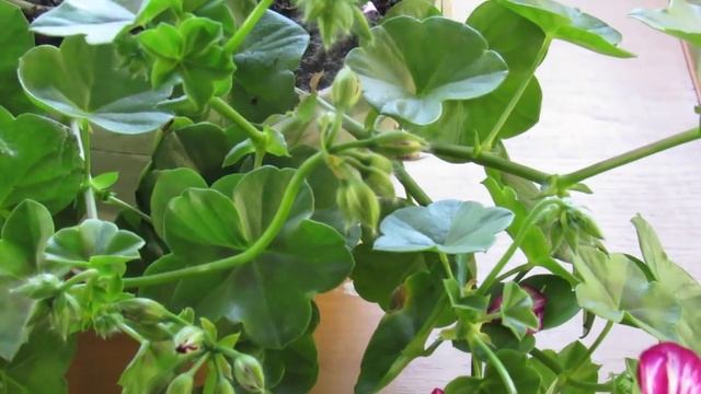 КАК ПЕРЕСАДИТЬ ЦВЕТУЩУЮ ГЕРАНЬ ( ПЕЛАРГОНИЮ) смотреть онлайн