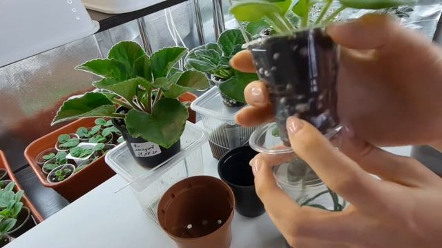 Фиалки, выбираем горшок для каждого этапа роста.#Фиалки от листочка до цветочка.Путь новичка#25 смотреть онлайн