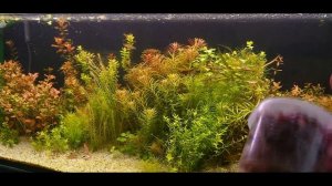 ГОЛЛАНДСКИЙ АКВАРИУМ , РАЗВИТИЕ