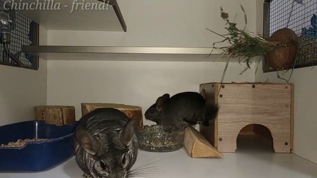 Рассаживаем шиншилл по половому признаку. смотреть онлайн