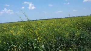 UKRAVIT горький опыт применения гербицида( Нарас) на желтой горчице 2