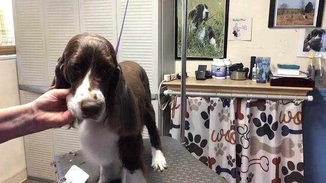 MY BEST HEAD GROOMING VIDEO ~ ENGLISH SPRINGER SPANIELS смотреть онлайн