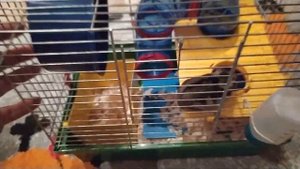 Как приручить хомяка максимально быстро