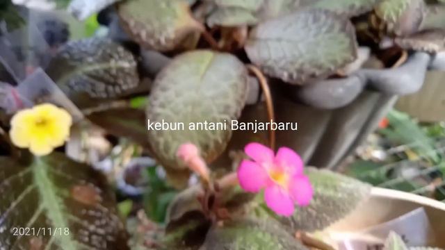 Time to breeding ( episcia hase elf (hybrid) suomi, pink panther, silver shield, dkk) смотреть онлайн
