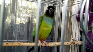 Крик черноголоврй АРАТИНГИ!  Parrot.  Черноголовый попугай Nanday parakeet