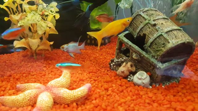 Неонови риби а.С.м смотреть онлайн