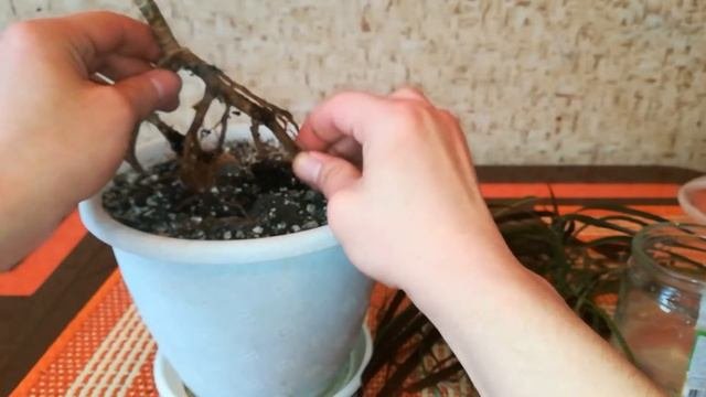 Драцена. Самая не удачная пересадка в моей жизни. НЕ ПОВТОРЯТЬ!!!