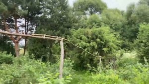 Как растет голубика в Беларуси