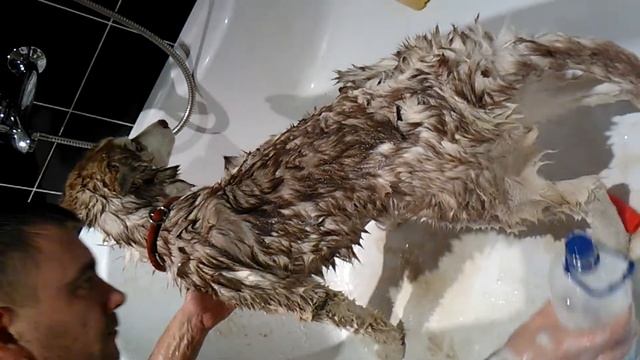 Arista первый раз купается смотреть онлайн