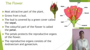 Parts of the plant (Part 2)/Botany