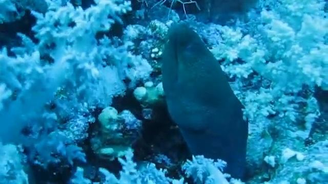 Гигантская Мурена 2, Сафари 11.2010, Красное море смотреть онлайн