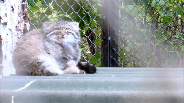 Манулята. 20.09.18г. смотреть онлайн