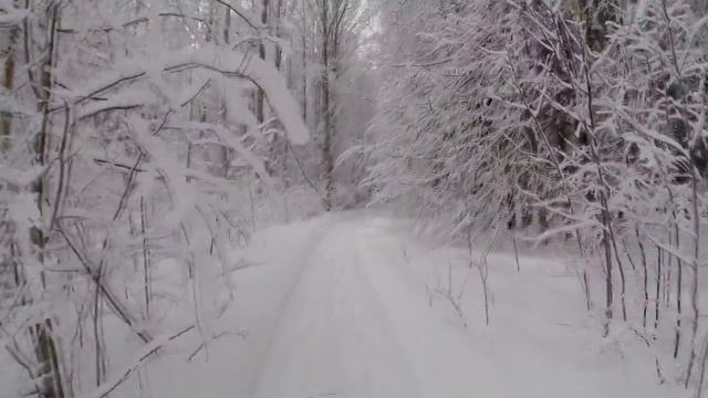 Пеший поход в Гос. заказник "Мшинское Болото". Часть 2.