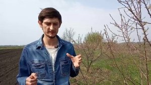 Буйлововидная цикада.? Поражение и способы борьбы.?