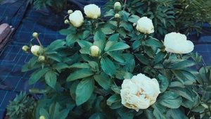 Peony Appleton house (Эпплтон хаус). Александра Спасская.