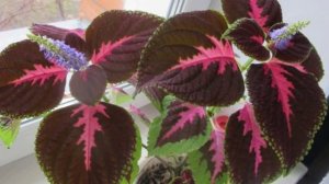 Прищипка, обрезка, омоложение колеуса.