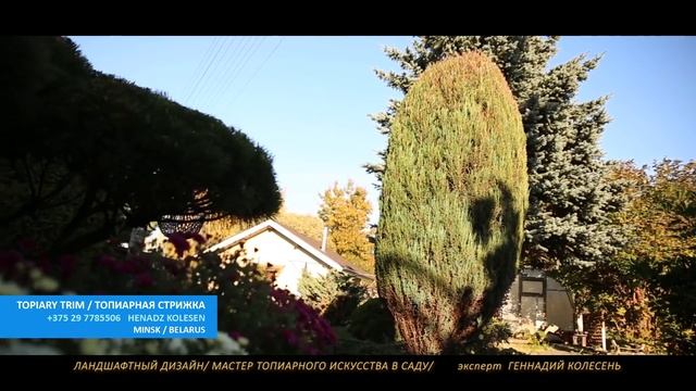 СКАЛЬНЫЙ МОЖЖЕВЕЛЬНИК  БЛЮ ЭРРОУ| @user-qs3ui4et9d | ОСЕНЬ ХВОЙНЫЙ САД | СТРИЖКА ТУИ | МИНСК | BELA