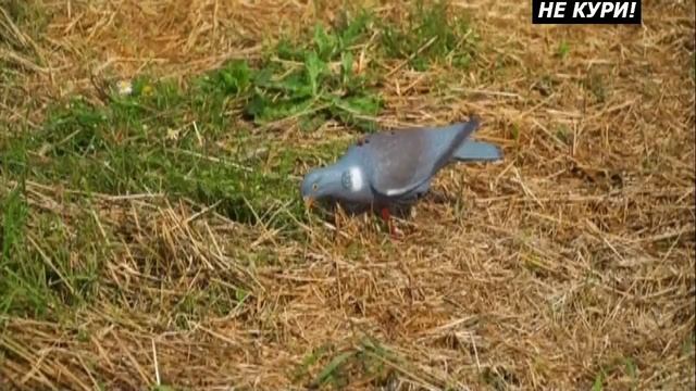 Охота на вяхиря. Охота на голубей - 2021г смотреть онлайн