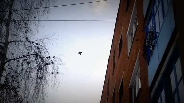 Ненавидиш соседей снизу-прикорми птиц.mp4 смотреть онлайн