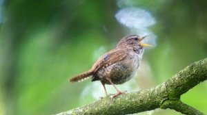 Пение птицы в тропическом лесу