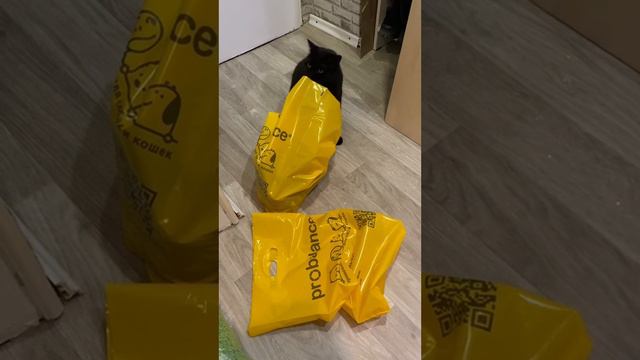 Хозяйка, а что в пакете? Ты с работы или что? смотреть онлайн