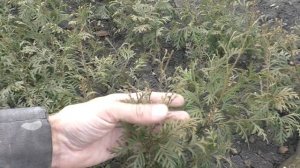 Почему буреет хвоя у туи в осенне-зимний период и стоит ли этого бояться.