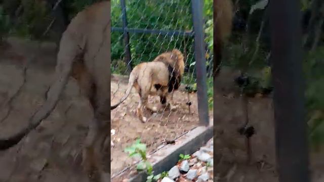 Лев рычит в Хабаровске. Зоосад Приамурский.