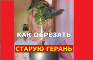 Как обрезать старую герань пеларгонию