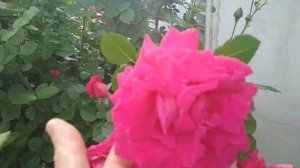 вьющая роза чаплинз пинк