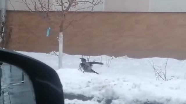 Ворона и палец прикол 18