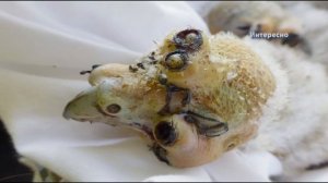 Паразиты глисты черви