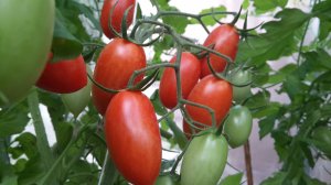 Обязательная подкормка томатов во время цветения и плодоношения для увеличения завязей и урожая.