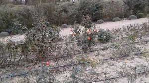 осенняя посадка роз, питомник роз Полины Козловой  - rozarium.biz