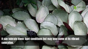 Silver Plate Calathea | Calathea Roseopicta Silverplate | TinyLeaf