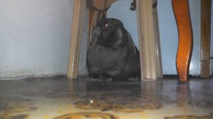 Как прыгает кролик