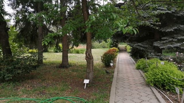 Ботанический сад Уро РАН. Цветут рододендроны.