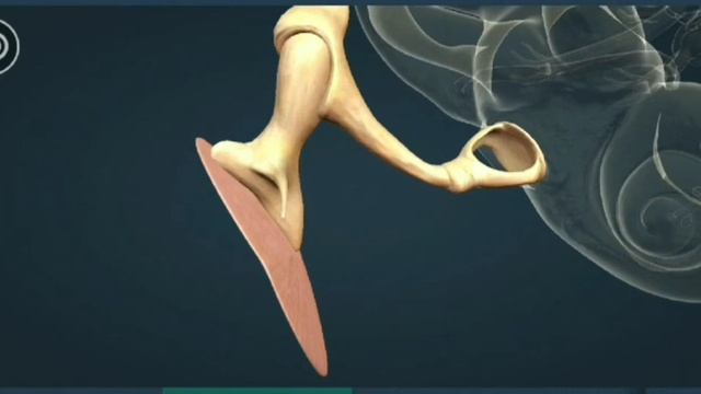 Слуховой анализатор. Ухо. Наружное ухо,среднее ухо,раковина. Слуховые доли коры. смотреть онлайн