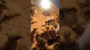 Выращивание уток/ пособие по выращиванию уток