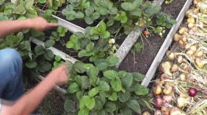 Садовая земляника(клубника) в грядке-пирамиде