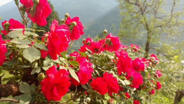 Himalayan Dream ?️ Rose Garden ? Kriya Yoga retreat "Heavenly Wanderers"?️? смотреть онлайн