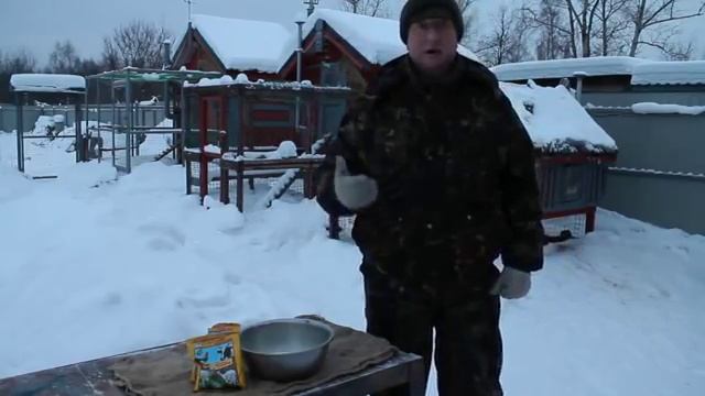 Лечение аптериоза (отсутствие или выпадение пера) у кур несушек.