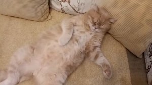 Кот! Кот спит на спине! Кот храпит!The cat sleeps on his back and snores!!!