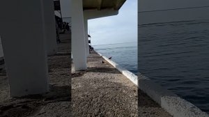 Хоста. Сочи. С каждым днем все жарче и жарче!  14 Декабря на море)))